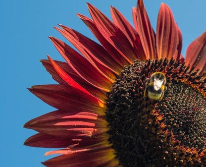 Red Sunflower Seeds for Planting - 50 Heirloom Non GMO Velvet Queen Flower Seeds Plant & Grow Home Outdoor Annual Garden - 1 Packet