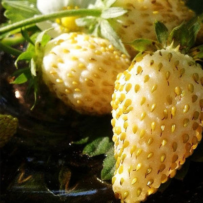 Seeds Alpine Strawberry Everbearing 'Yellow Wonder' Non GMO Heirloom