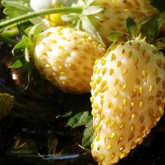 Seeds Alpine Strawberry Everbearing 'Yellow Wonder' Non GMO Heirloom