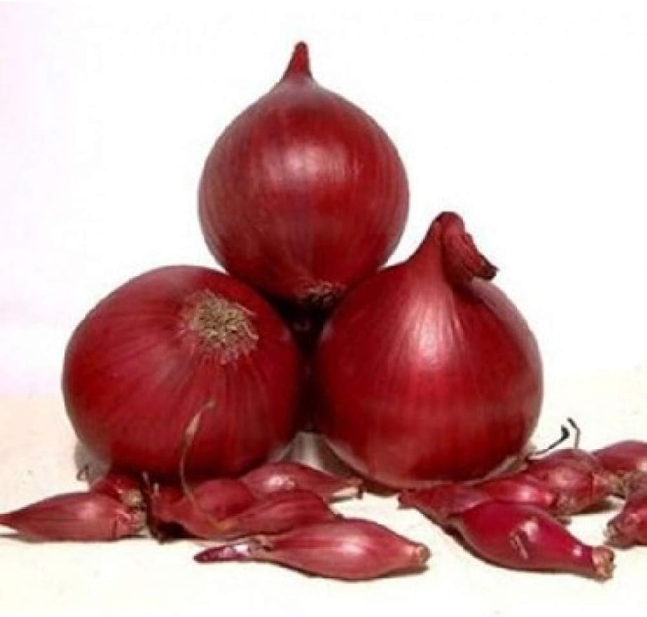 Seeds Red Baron Onion Non GMO Vegetable for Planting