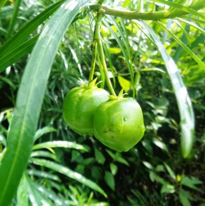 Brand, Thevetia nereifolia (Yellow Oleander Thevetia peruviana) Tree Seed, You Choose The Quantity (4 oz (32 Seed))