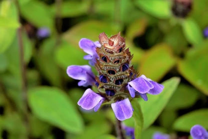 Lanceleaf Selfheal (Heal-All) Flower Seeds for Planting, 100+ Seeds Per Packet, (Isla's Garden Seeds), Non GMO & Heirloom Seeds, Scientific Name: Prunella Vulgaris, Great Home Garden Gift