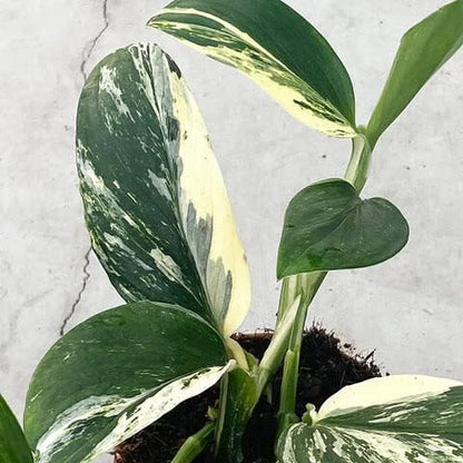 GARDENERA Monstera Standleyana Soil Blend - Designed to Meet The Unique Needs of Your Plant - 4 Quart