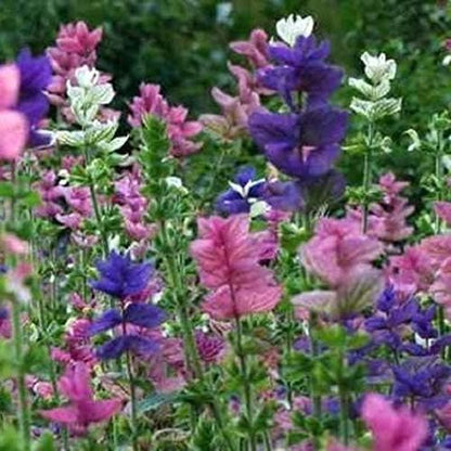 Seeds Flowers Clary Tricolor Mix Annual - 100 Seeds