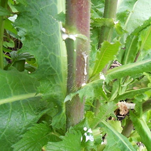 Wild Lettuce (Lactuca virosa) - Grow Now or Store for Future Planting - Capsule of 50 Seeds