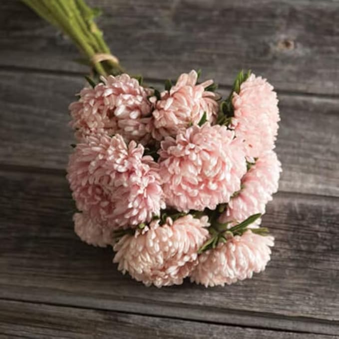 50+ Duchess Peony Aster Seeds Callistephus Tall Flowers Garden Planting