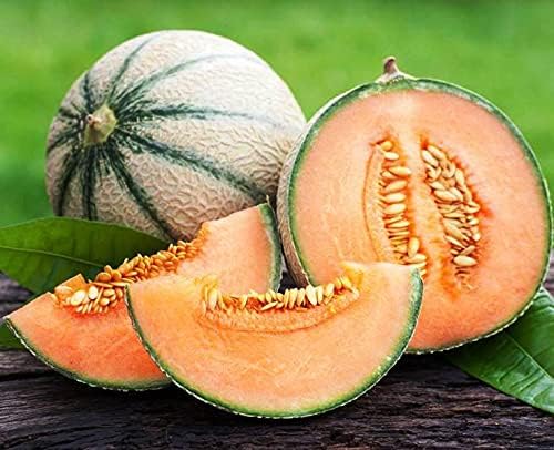 Seeds Charentais Melon Cantaloupe Non GMO Heirloom