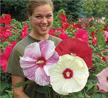 120+ PCS Mixed Giant Hibiscus Seeds for Planting Flowers Perennial Flower Outdoor Home Garden Flower