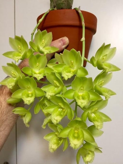 Nutricote 18-6-8 (180 Day) Time Release Fertilizer for Orchids, Aroids and Tropicals. Resealable Packaging with Scoop Included (1 Pound)