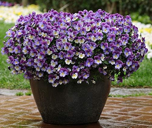 Vacation Water Keeper Pads for Hanging Baskets, Potting and Container Plants, Reduces Plant Watering. Set of 8