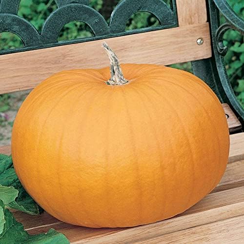 Park Seed Connecticut Field OP Pumpkin Seeds – Non-GMO Heirloom Variety, Large Culinary Pumpkins for Pies, Soups & Carving, Open Pollinated for Seed Saving, Pack of 25