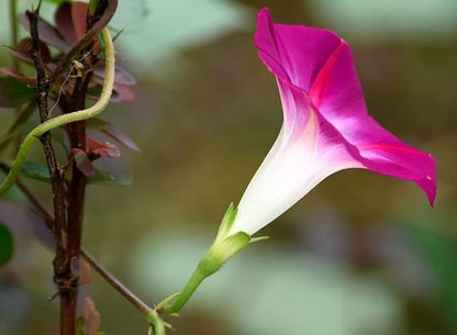 200+ Morning Glory Seeds for Planting, Mixed Color Ipomoea Nil Seeds Heirloom Vine, High Germination Rate Open Pollinated Seed