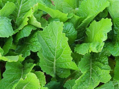 Mustard Florida Broadleaf Great Garden Vegetable Heirloom Seeds by Seed Kingdom (5,000 Seeds)