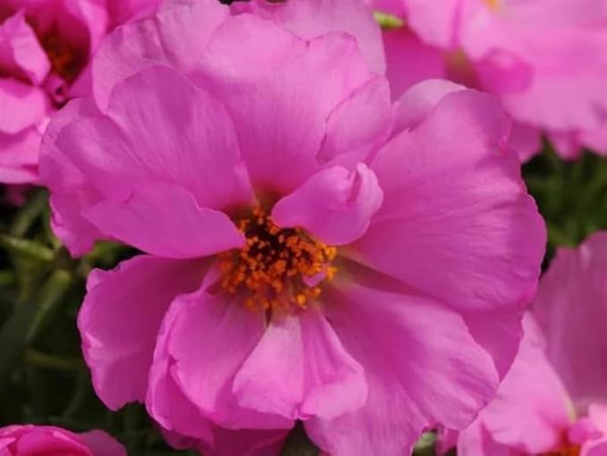 200+ Happy Hour Moss Rose Seeds Double Mix Color Flowers Garden Planting
