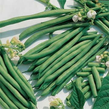 Park Seed Kentucky Blue Pole Bean Seeds – High-Yield Climbing Variety with Classic Flavor, Vigorous 8–9 Inch Pods, Disease Resistant, Ideal for Summer Harvests and Trellising – Pack of 100