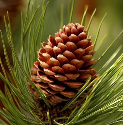 Pinus Ponderosa (Ponderosa Pine) Tree Seeds, Resilience and fire Adaptation, Seeds by MySeeds.Co, You Choose The Amount (Trial Size)