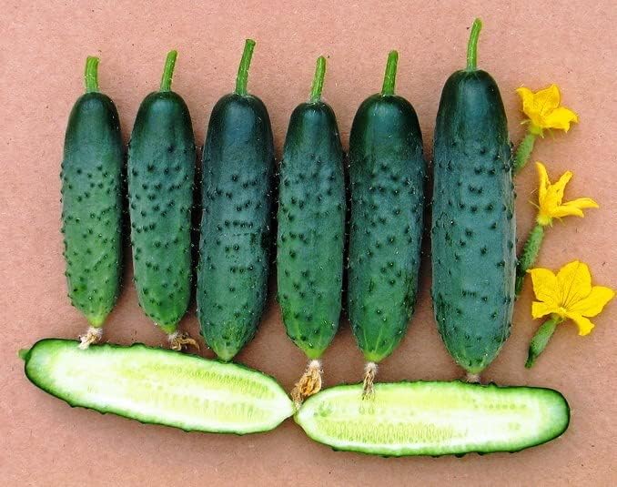 Seeds Self-Pollinated Cucumber Firm Secret F1 40 Days for Pickling Indoor Non GMO Hybrid