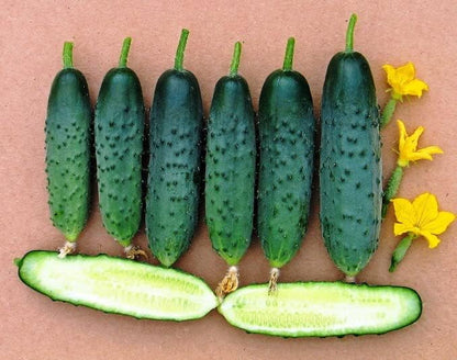 Seeds Self-Pollinated Cucumber Firm Secret F1 40 Days for Pickling Indoor Non GMO Hybrid