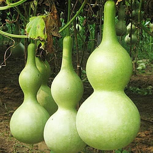 Seeds Bottle Gourd - Calabash - Lagenaria - Heirloom Vegetable - GMO Free