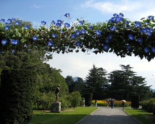 Morning Glory Heavenly Blue Flower UNTREATED Ipomoea Tricolor Seeds by Seed Kingdom (1,500 Seeds)