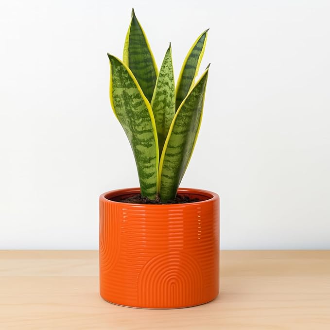 6 Inch Ceramic Plant Pot – Indoor & Outdoor Flower Planter for Succulents, Herbs & Small Plants – Thick-Walled Modern Design – Terracotta
