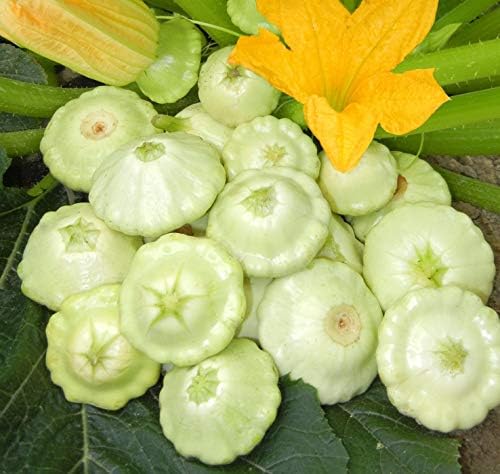 Seeds Vegetable White Patty Pan Squash Scallop Zucchini - 30 Seeds