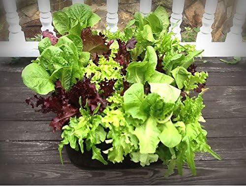 2 ft X 2 ft Victory 8 EZ-GRO Small Square Fabric Raised Bed Garden Green Gardening Raised Bed, AeroFlow Fabric NO Assembly