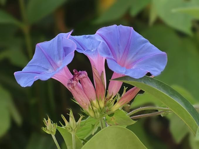 200+ Morning Glory Seeds for Planting, Mixed Color Ipomoea Nil Seeds Heirloom Vine, High Germination Rate Open Pollinated Seed