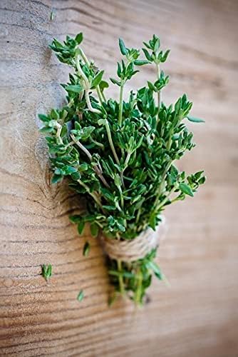 Seeds Common English Thyme Herbs for Planting Non GMO 500 Seeds