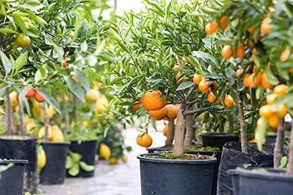 GARDENERA Premium Citrus Tree Potting Soil Mix - 1 Quart - Special Blend for Indoor Oranges, Lemons, Limes and More