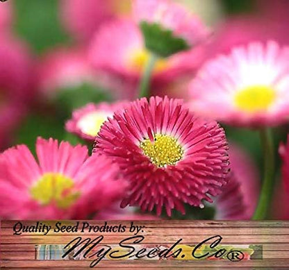 Big Pack - English Daisy Mixed Seed (25,000+) - Bellis perennis Long Flowering Season - Edible Flower Seeds (Big Pack - English Daisy Mix)