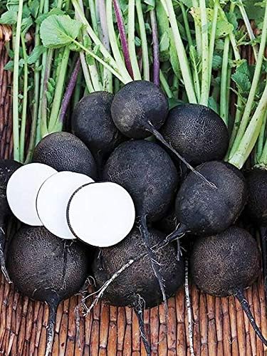 Black Radish Non GMO Vegetable for Planting
