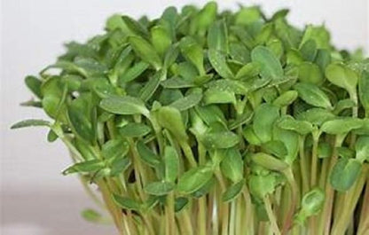 Sunflower Sprouting Seed, Non GMO - 8 oz - Country Creek Acre Brand - Sunflower Seed for Sprouts, Garden Planting, Cooking, Soup, Emergency Food Storage, Gardening, Juicing, Cover Crop Product Name
