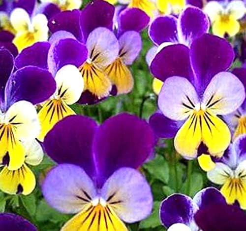 Big Pack - Johnny Jump Up Flower Seeds (20,000 Seeds) - Viola cornuta 'Helen Mount' - Edible Flower Seeds (Big Pack - Johnny Jump Up)