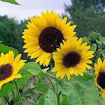 Non GMO Dwarf Sunspot Sunflower Seeds (Helianthus annuus) (25 Lbs)