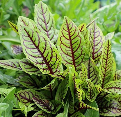 Seeds Herb Sorrel Bloody Dock Red Veined - 100 Seeds