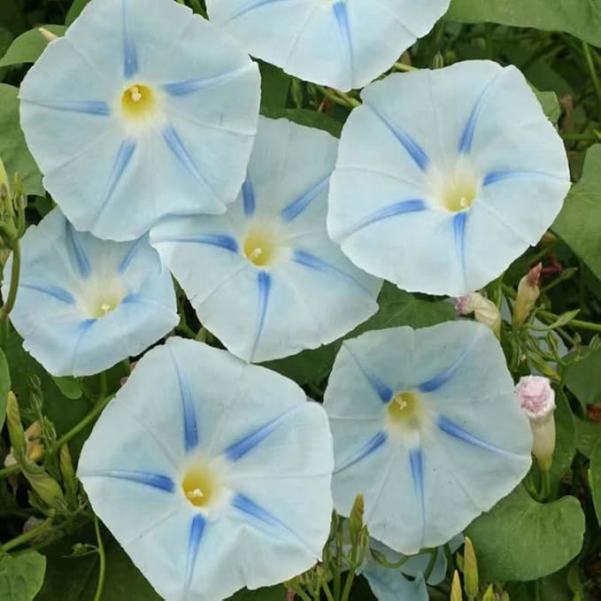 50+ Light Blue Ismay Morning Glory Seeds Vine Flowers Garden Planting