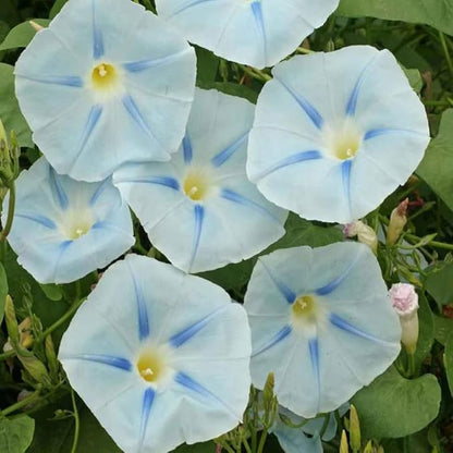 50+ Light Blue Ismay Morning Glory Seeds Vine Flowers Garden Planting