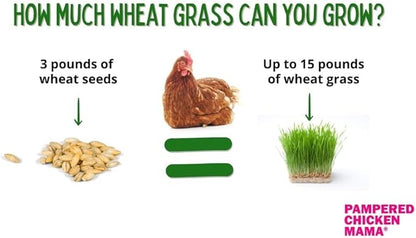 Non-GMO Fodder Seeds for Chickens (3 pounds), Pasture Grass Seed, Wheat Grass Seeds for Growing, Wheat Seeds for Fodder | Pampered Chicken Mama