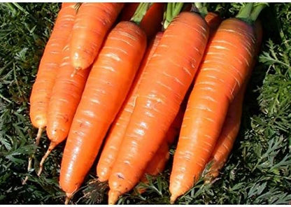 Seeds Carrot Red Giant Heirloom Vegetable Non GMO