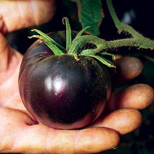 Black Tomato Seeds for Planting 20+ Seeds