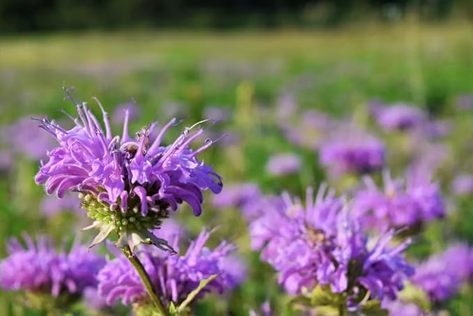 100+ Purple Bergamot Bee Balm Seeds Monarda Bee Balm Flowers Garden Planting