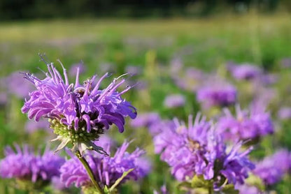100+ Purple Bergamot Bee Balm Seeds Monarda Bee Balm Flowers Garden Planting