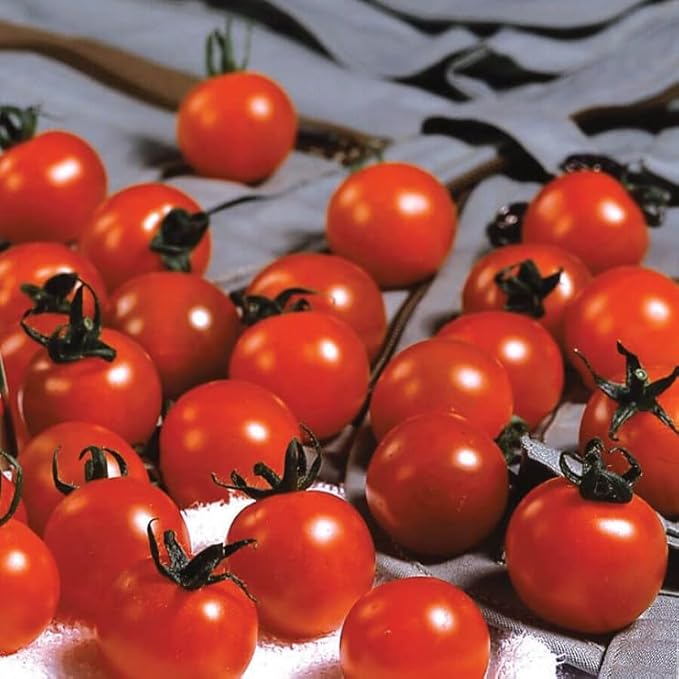 Park Seed Cherry Tomato Seeds, Planting Vegetables, Easy to Grow, Non-GMO, Variety of Colors and Sizes, Spring Garden, Sweet Million Hybrid, Pack of 30