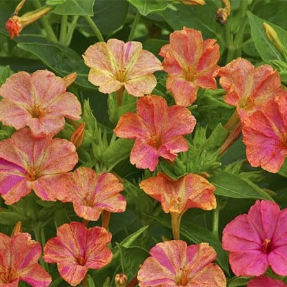 Outsidepride Marbles Yellow Red Four O'clock Flower Seeds - 200 Pcs Perennial Fragrant, Trumpet-Shaped Blooms, Easy to Grow, for Pollinator & Evening Gardens, Containers, Hedges, or Borders