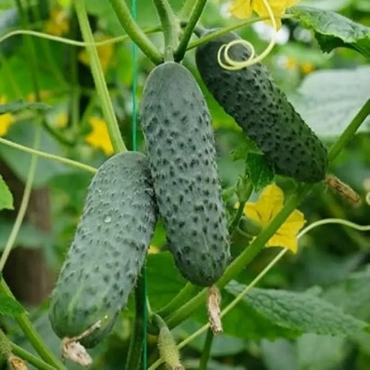 Seeds Self-Pollinated Cucumber Market/Indoor / 38 Days/Non GMO/Hybrid