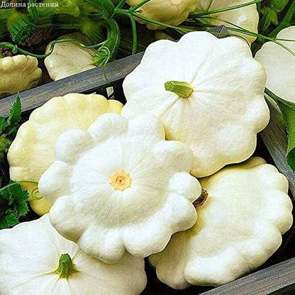 Seeds Vegetable White Patty Pan Squash Scallop Zucchini - 30 Seeds