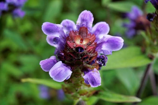 Lanceleaf Selfheal (Heal-All) Flower Seeds for Planting, 100+ Seeds Per Packet, (Isla's Garden Seeds), Non GMO & Heirloom Seeds, Scientific Name: Prunella Vulgaris, Great Home Garden Gift