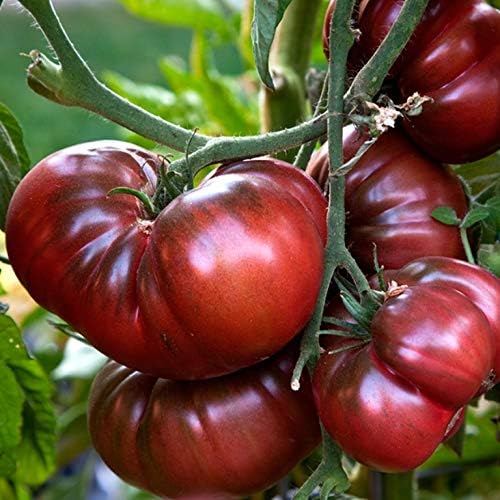 Seeds Black Elephant Tomato Determinate Non GMO Vegetable for Planting