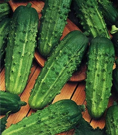 Seeds Vegetable Cucumber Parisian Gherkin Heirloom Without Bitterness for Pickling - 20 Seeds